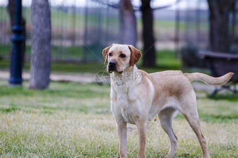 拉布拉多犬的物种起源及在英格兰的发展历程_百科TA说