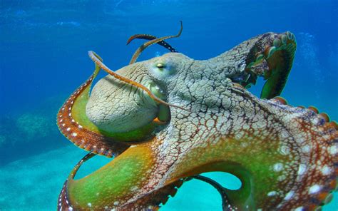 Image result for Octopus Desktop