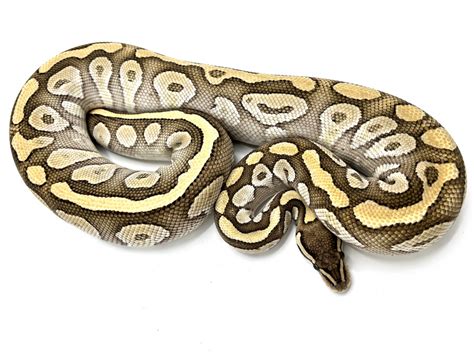 Image result for Crystal Ball Python
