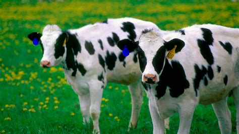 Black And White Cow Print 5 HD Cow Print Wallpapers | HD Wallpapers ...