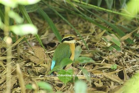 Photologue Thattekad Bird Sanctuary in Idukki