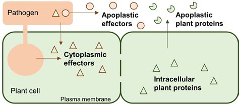 Image result for Apoplastic Pathway Model Kit