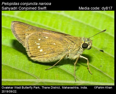 Pelopidas conjuncta | Butterfly