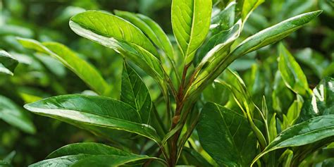 Image result for Simple Tea Making Process Picture