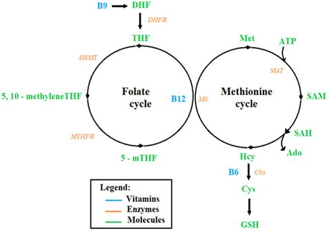 Folate–Methionine Cycle Disruptions in ASD Patients and Possible ...