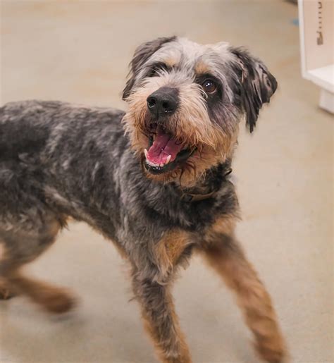 Defenders of Animal Rights | Sweetie Sweeny!!! This scruffy little ...