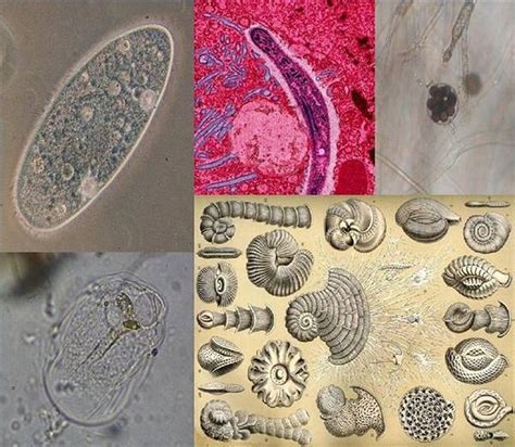 Image result for How Do Protists Reproduce