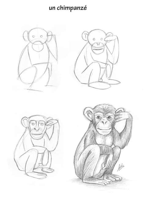 How to Draw Monkeys: Step-by-Step Guide