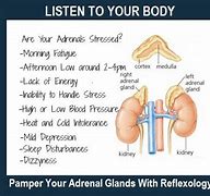 Image result for cortiadrenal