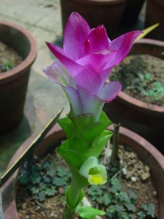 Zingiberaceae Resource Centre