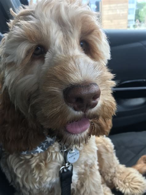 Cockapoo Weight Chart 的图像结果