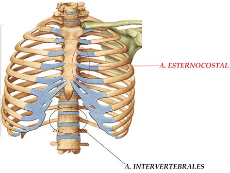 MORFOFISIOLOGÍA I: ANATOMÍA
