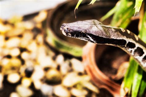 Image result for Hatchling Reticulated Python