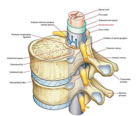Arachnoid Mater (Spinal Cord) – Earth's Lab