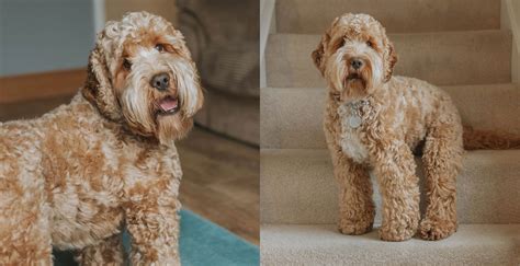 Image result for Cockapoo Tailess