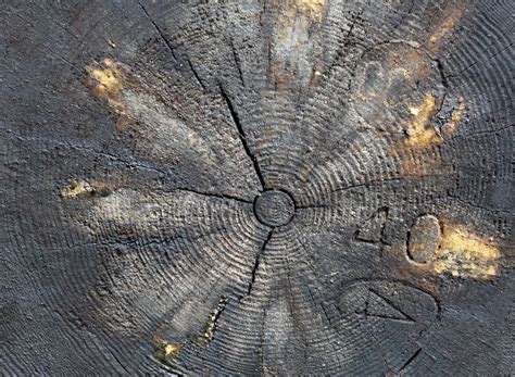 Download wallpaper background, tree, log, section textures in ...