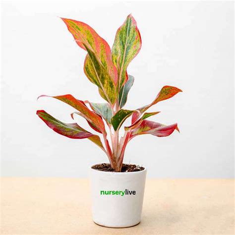 Buy Aglaonema Lipstick Plant - Corporate Gift (set of 30) online from ...