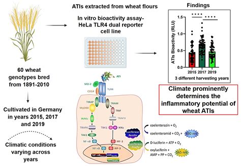 In Vitro TLR4 Stimulating Bioactivities of Amylase/Trypsin-Inhibitors ...
