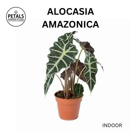 Alocasia Amazonica | KisanBandhuVevasayaBesaya