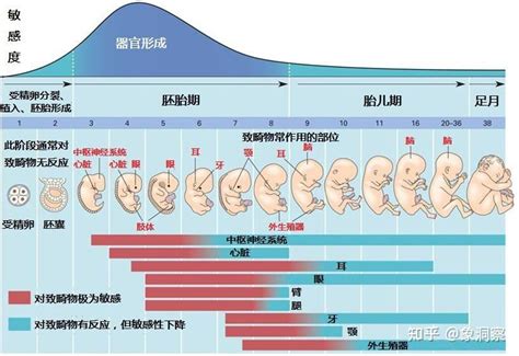9.12中国预防出生缺陷日 | 遗传学家谈如何预防先天畸形 - 知乎