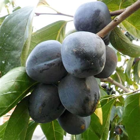Amazon.com : Diospyros Digyna Seeds Black Sapote Rich, Dark Brown Flesh ...