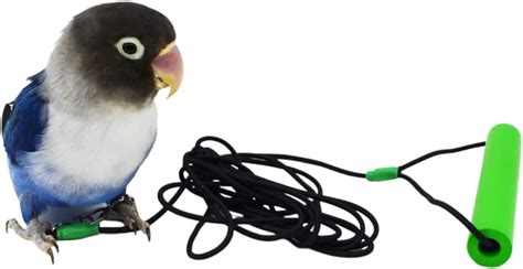 Barn Eleven Bird Foot Chain with Flying Latex Elastic Training India | Ubuy