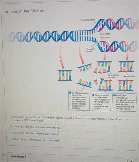 DNA Replication Strand 的图像结果
