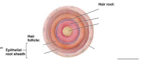 Hair Root Structure 的图像结果