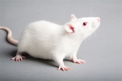 大鼠动物模型_大鼠动物模型【价格，厂家，图片，批发，采购】_丁香通