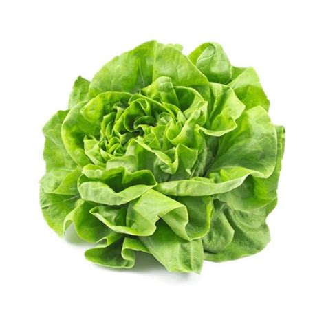 Hydroponic Butterhead Lettuce – Indoor Harvest