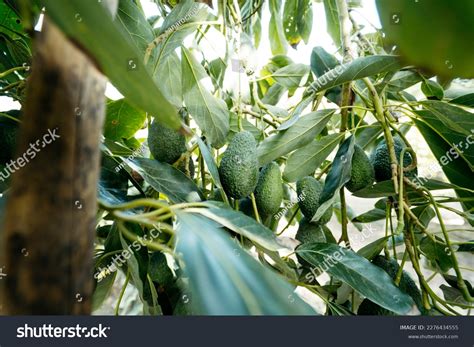 Hass Avocados Fruit Hanging Tree Avocado Stock Photo 2276434555 ...