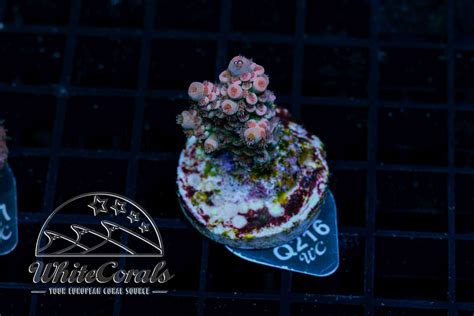 Acropora tenuis Sakura Leaf (WCC)(Filter)-SPS1_250609_045