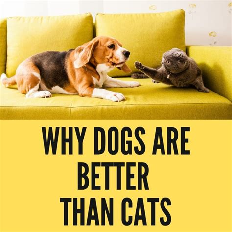Why Are Dogs Louder Than Cats at Esperanza Bruns blog