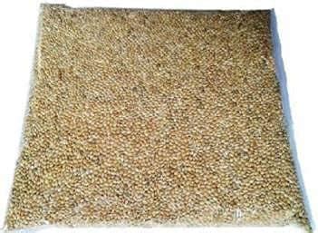 Buy Retail Charms, Foxtail Millet (Kangni), Bird Food for All Life ...