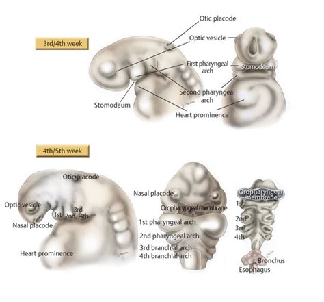 Image result for Ear Embryonic Development
