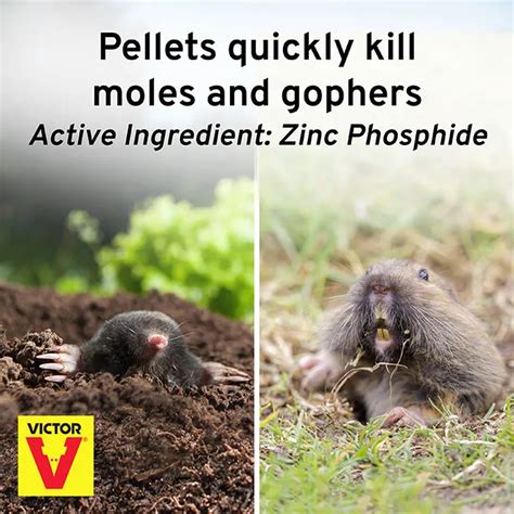 Humane Mole Poison 的图像结果