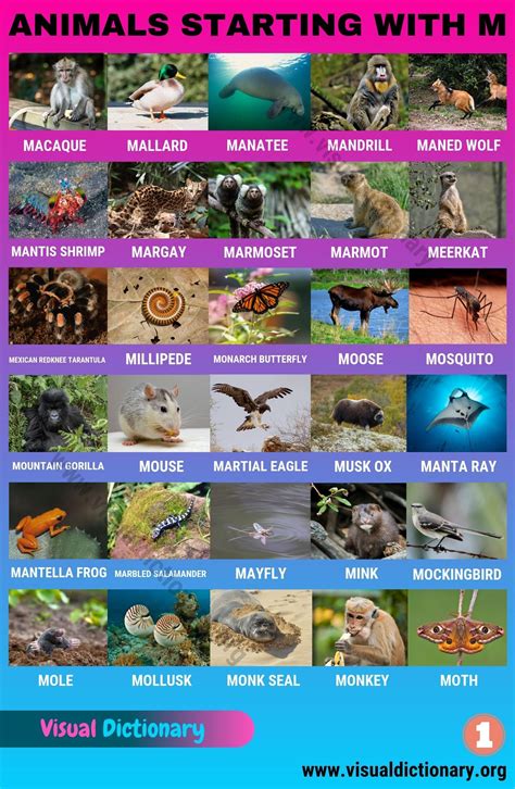 Animals Starting With M