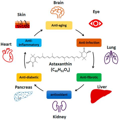 Astaxanthin Prevents Diet-Induced NASH Progression by Shaping ...