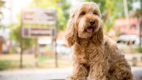 Image result for Cockapoo Dog Barking