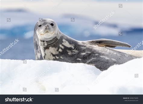 13,456 Seals From Antarctica Images, Stock Photos & Vectors | Shutterstock