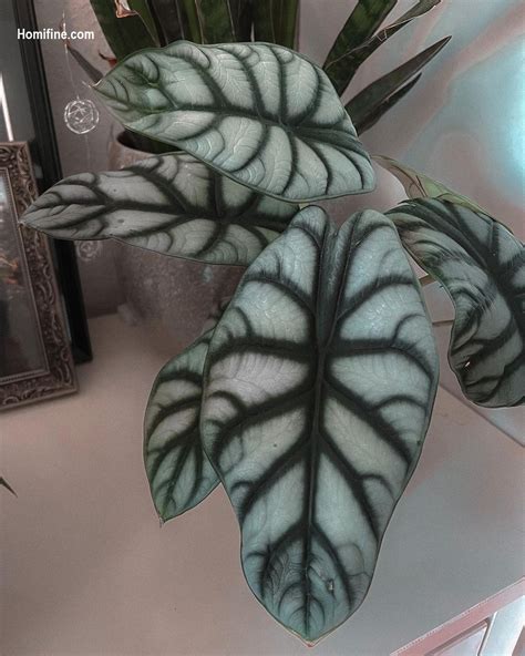 8 Stunning Indoor Plants with Silver Foliage ~ Homifine.com