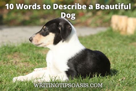 Words To Describe A Dog's Appearance at Timothy Mears blog