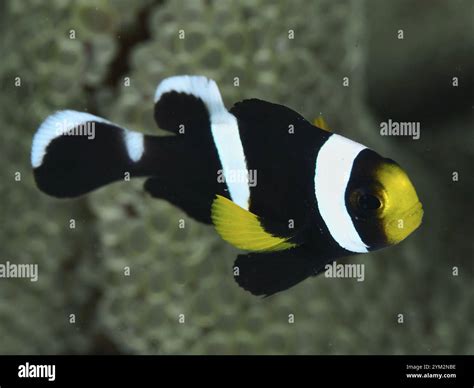 Black and white clownfish with yellow accent, saddle spot anemonefish ...
