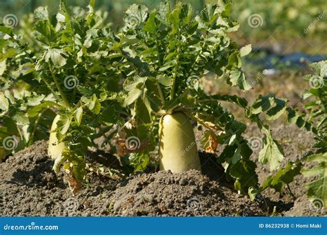 Japanese Radishes, Daikon, Growing in a Farm Stock Photo - Image of ...