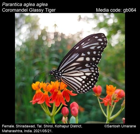 Parantica aglea | Butterfly