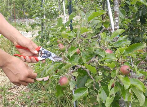 Apple Tree Pruning Guide 的图像结果