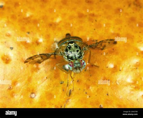Mediterranean fruit fly (Ceratitis capitata) adult fly citrus pest with typical wing pose on ...