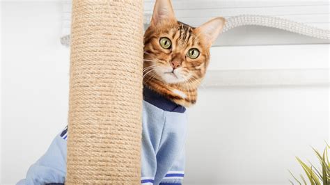 10 Interesting Facts About Cats That Will Surprise You - Pet Trained