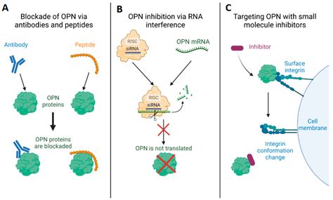 Osteopontin as a Biomarker in Chronic Kidney Disease