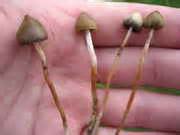 mushroom hunting belgium - Mushroom Hunting and Identification ...